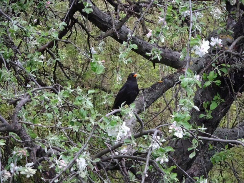55aC - Mierla - Pasari din Bucuresti A-M