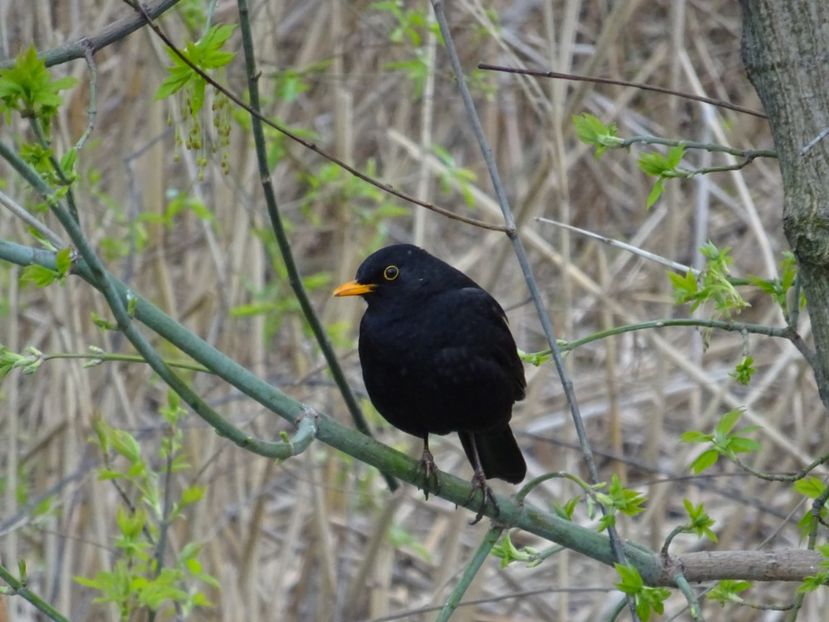 55cT - Mierla - Pasari din Bucuresti A-M