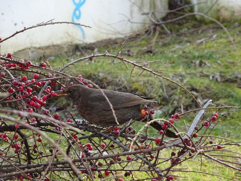 55dT - Mierla - Pasari din Bucuresti A-M