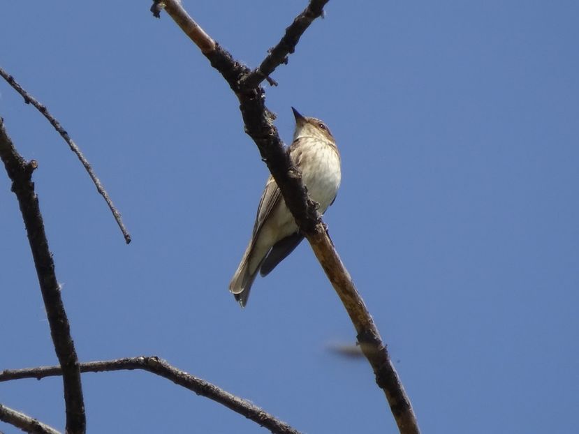 56aH - Muscar sur - Pasari din Bucuresti A-M