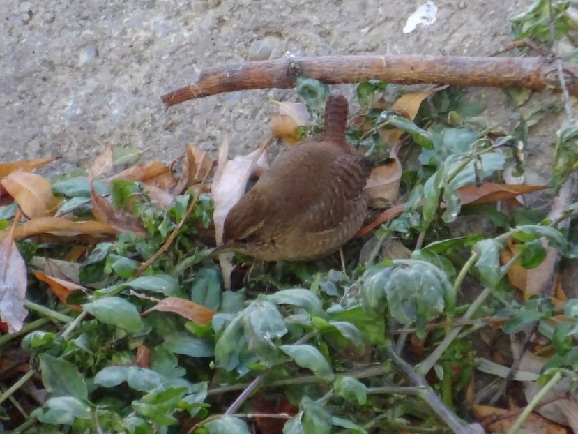 59aT - Pantarus - Pasari din Bucuresti P-Z