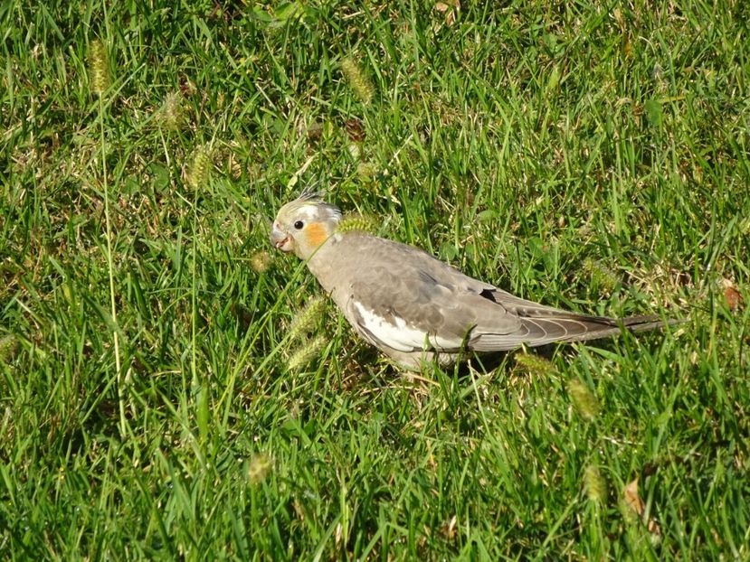 61bH - papagal - Pasari din Bucuresti P-Z