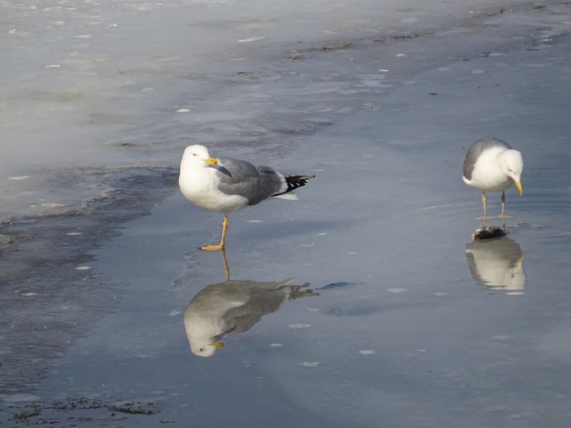 63aT-Pescarus - Pasari din Bucuresti P-Z