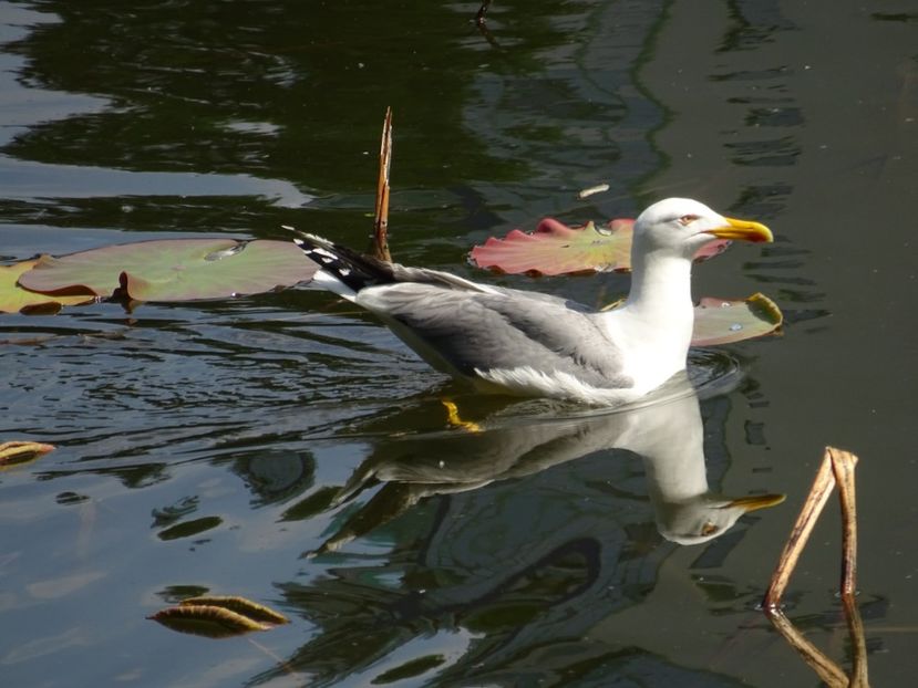 63bC-Pescarus - Pasari din Bucuresti P-Z