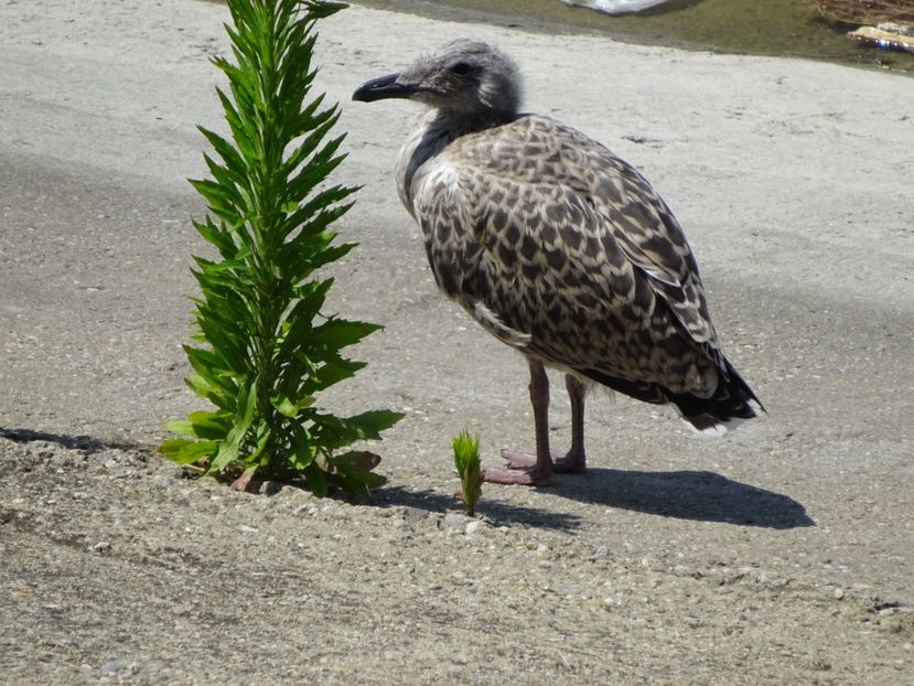 63cLM - Pui de pescarus - Pasari din Bucuresti P-Z