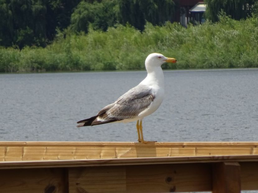 63dT-Pescarus - Pasari din Bucuresti P-Z