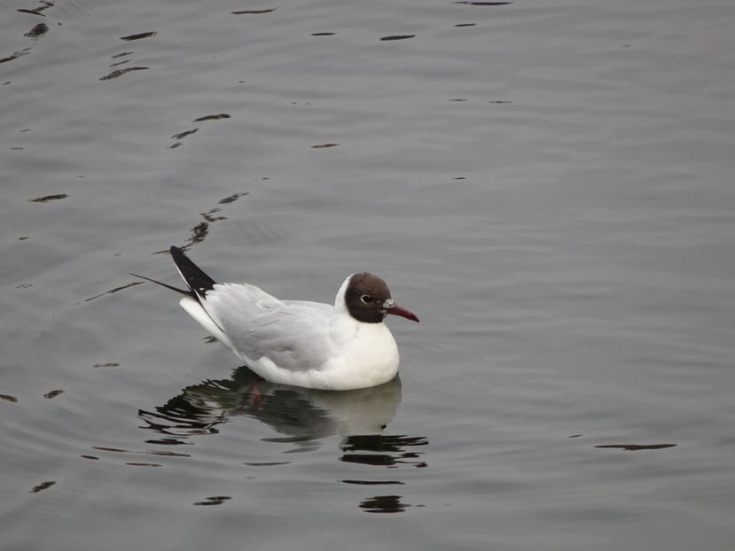 65cC - Pescarus razator - Pasari din Bucuresti P-Z