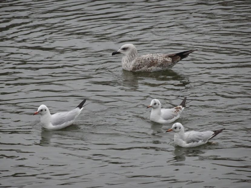 65fP - Pescarus razator - Pasari din Bucuresti P-Z