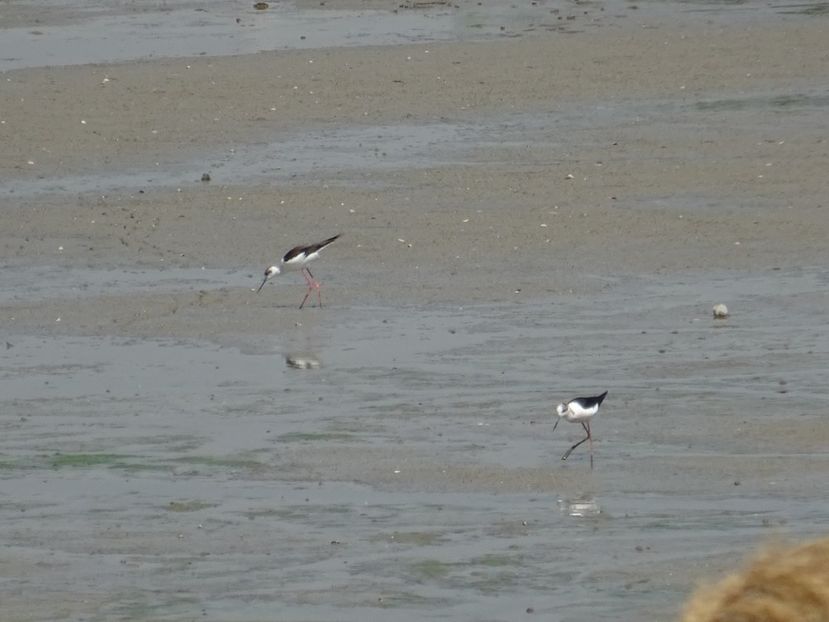 66bT - Piciorong - Pasari din Bucuresti P-Z