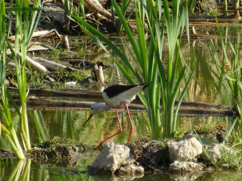 66cB - Piciorong - Pasari din Bucuresti P-Z