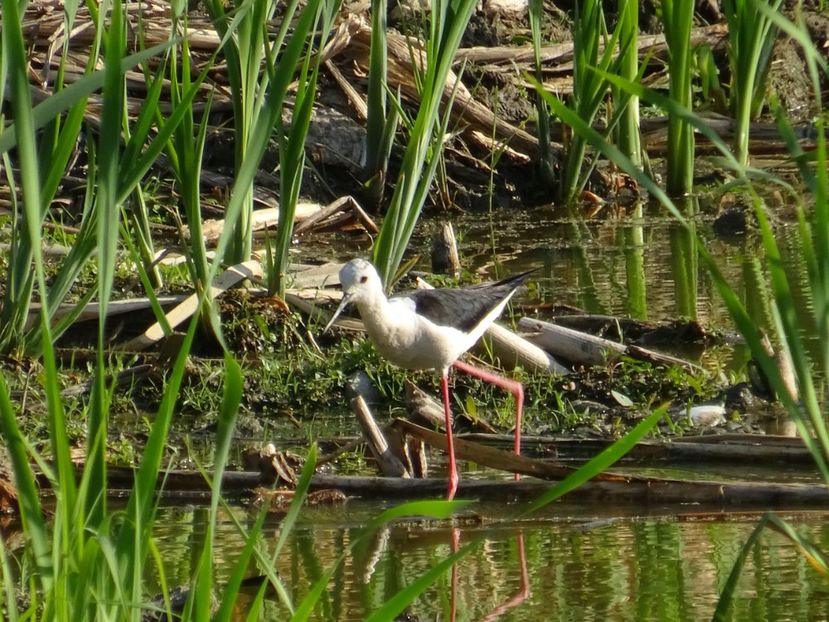 66dB - Piciorong - Pasari din Bucuresti P-Z