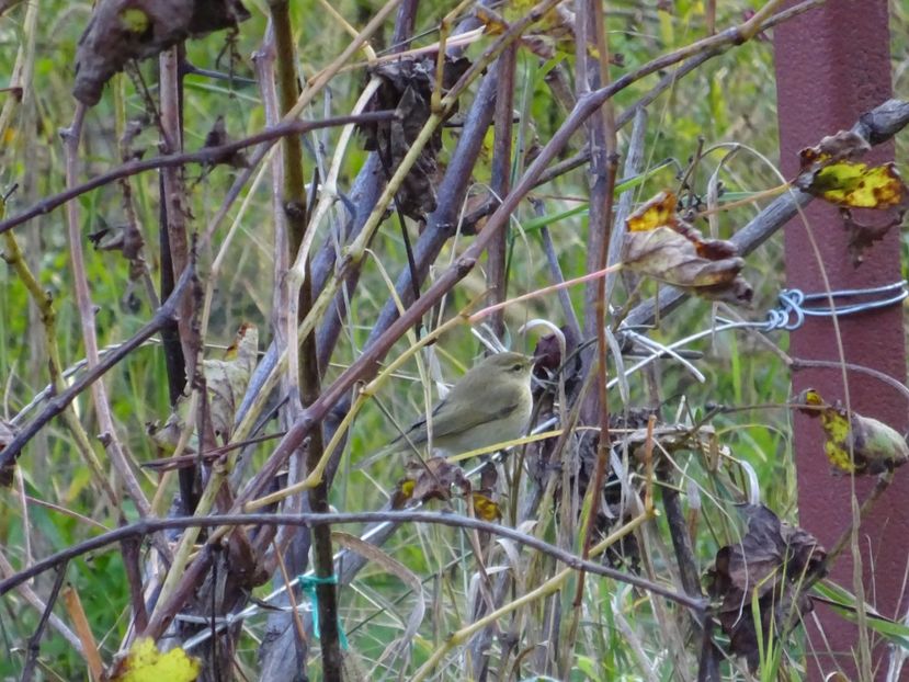 68aT - Pitulice - Pasari din Bucuresti P-Z