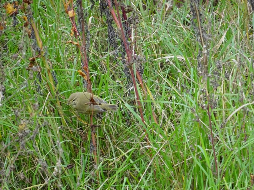 68bT - Pitulice - Pasari din Bucuresti P-Z