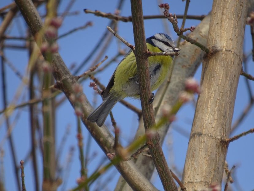 69aT - Pitigoi albastru - Pasari din Bucuresti P-Z