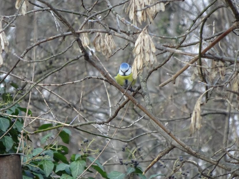 69bT - Pitigoi albastru - Pasari din Bucuresti P-Z