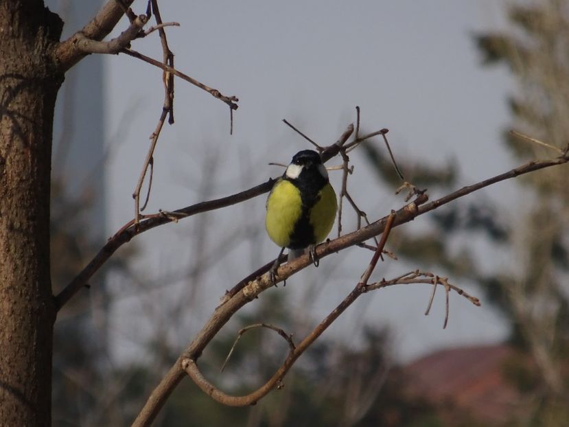 71aT - Pitigoi mare - Pasari din Bucuresti P-Z