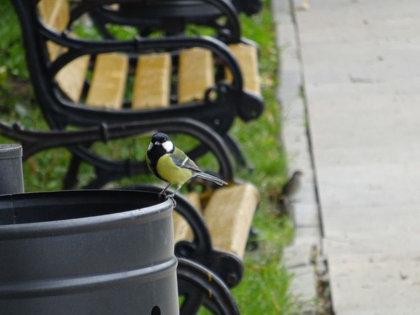 71bT - Pitigoi mare - Pasari din Bucuresti P-Z