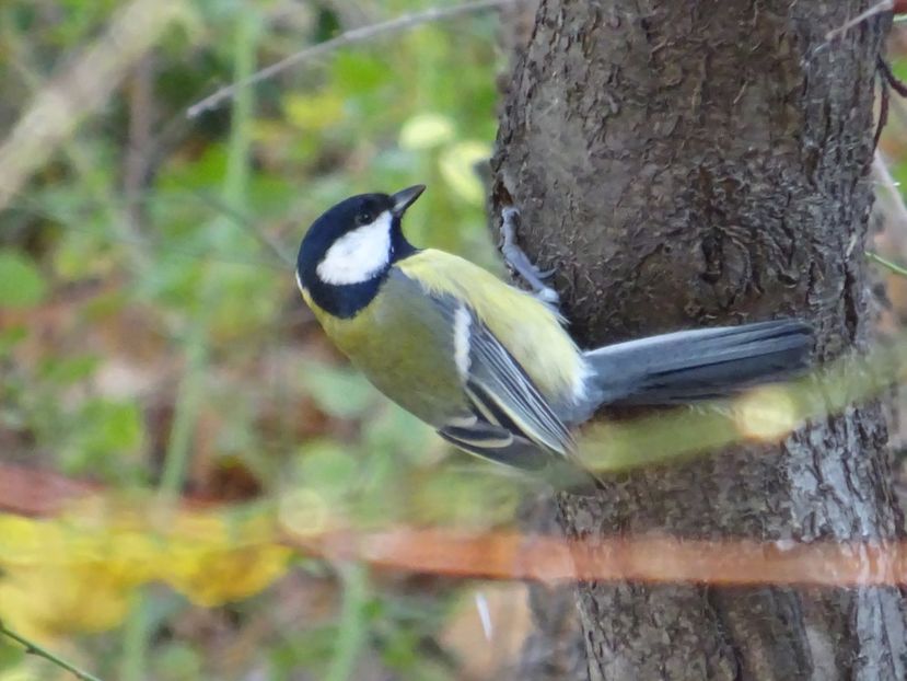 71cT - Pitigoi mare - Pasari din Bucuresti P-Z