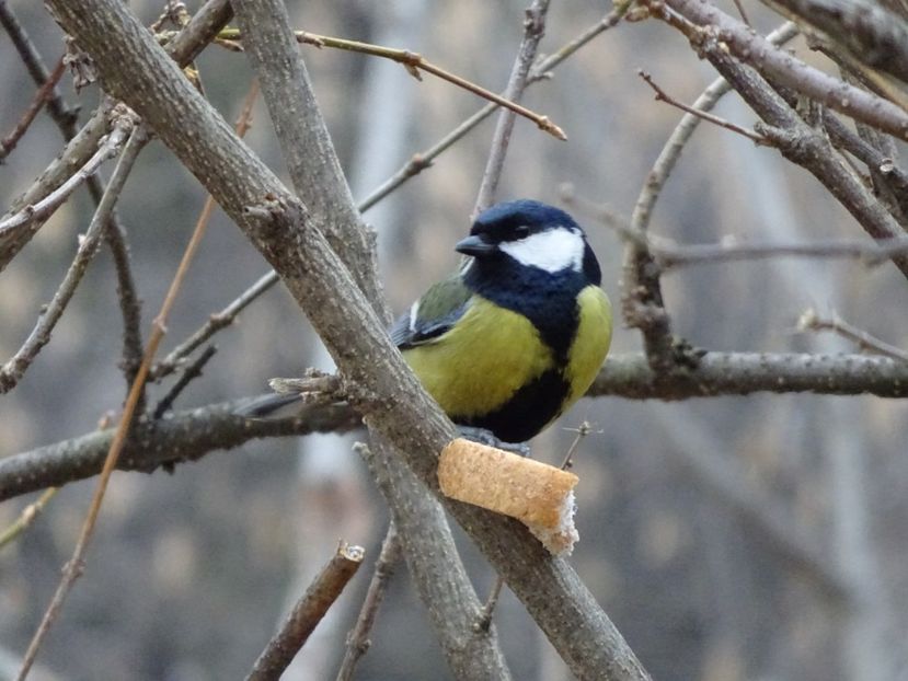 71dT - Pitigoi mare - Pasari din Bucuresti P-Z