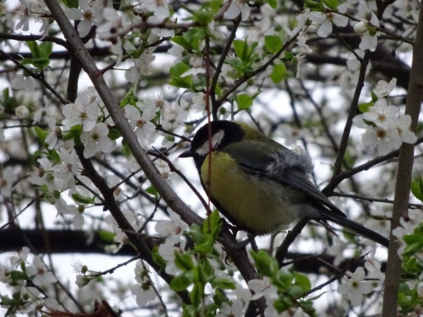 71eT - Pitigoi mare - Pasari din Bucuresti P-Z