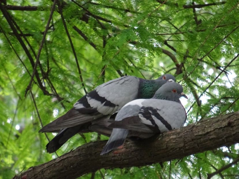 73aC - Porumbel - Pasari din Bucuresti P-Z