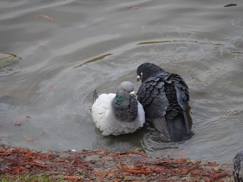 73bC - Porumbel - Pasari din Bucuresti P-Z