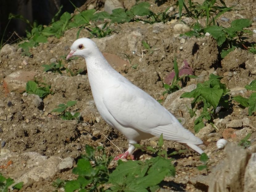 73cT - Porumbel - Pasari din Bucuresti P-Z