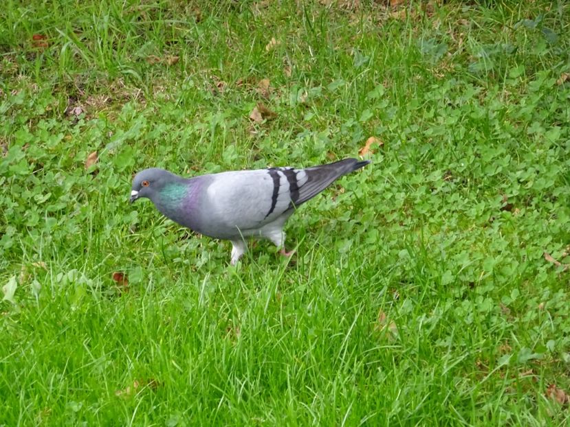 73dT - Porumbel - Pasari din Bucuresti P-Z