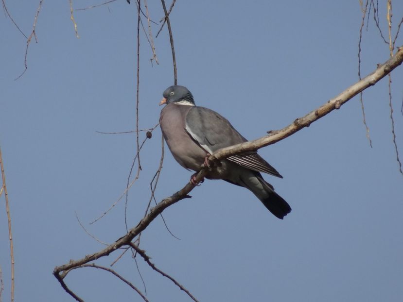 74aT - Porumbel gulerat - Pasari din Bucuresti P-Z