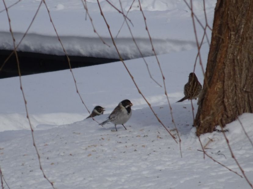 77aT - Presura - Pasari din Bucuresti P-Z