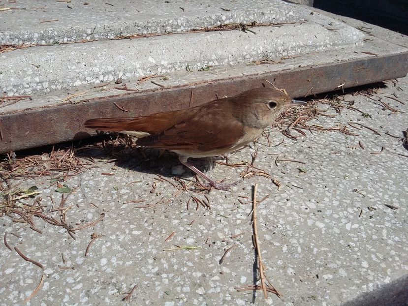 79aD - Privighetoare - Pasari din Bucuresti P-Z