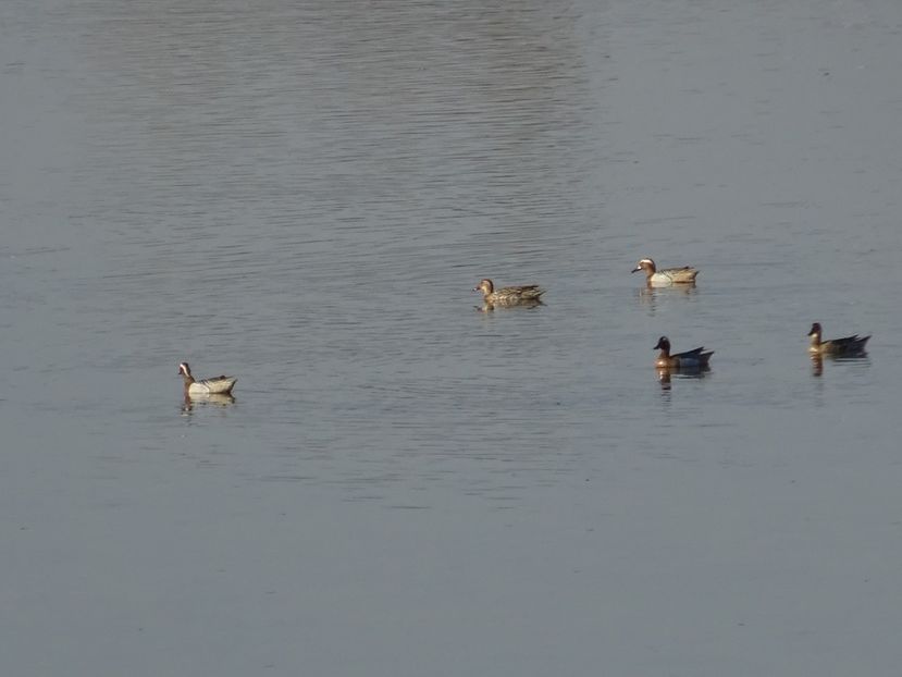 81aT - Rata Garganey - Pasari din Bucuresti P-Z