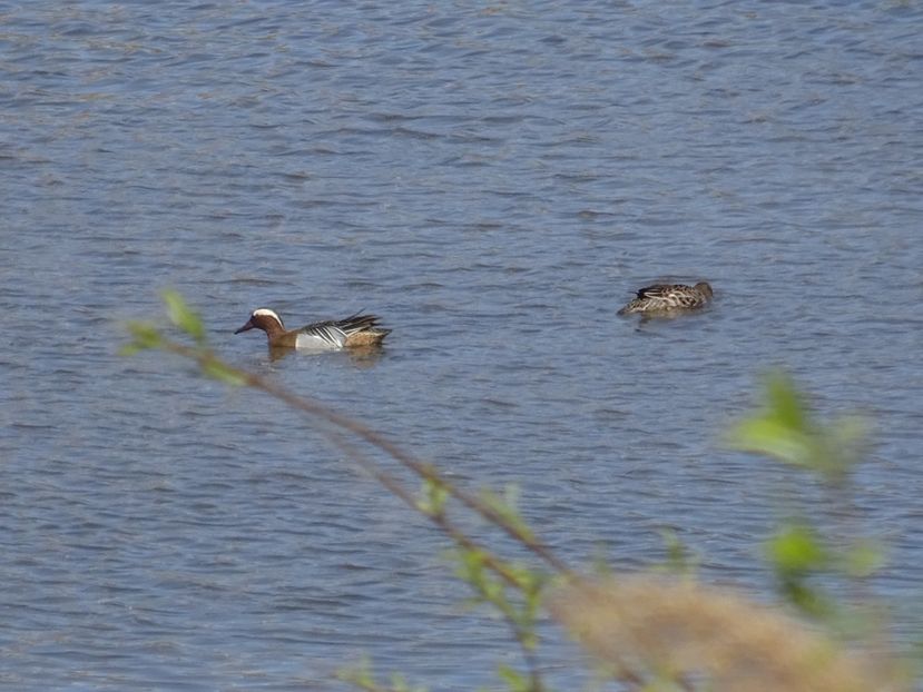 81bT - Rata Garganey - Pasari din Bucuresti P-Z