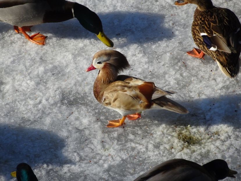 82aH - Rata mandarin - Pasari din Bucuresti P-Z