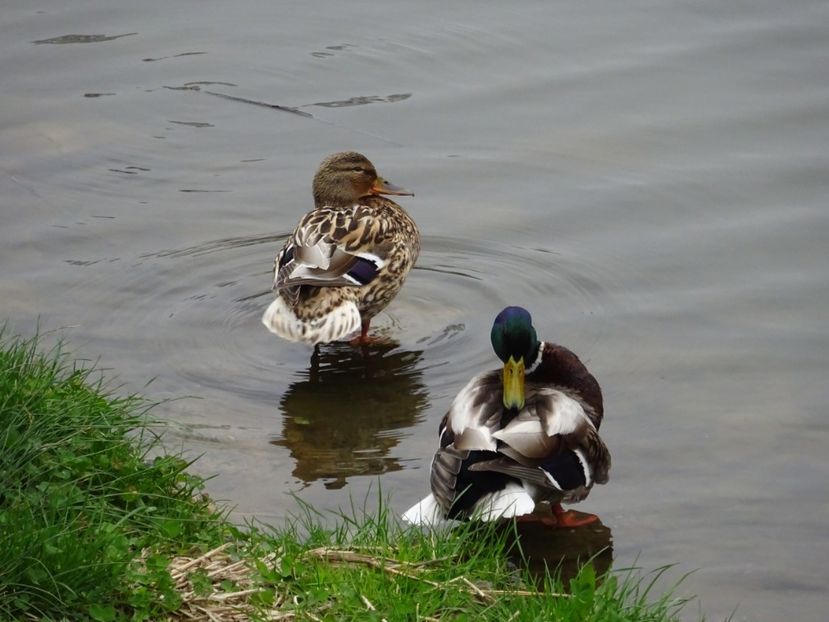 83bC - Rata mare - Pasari din Bucuresti P-Z