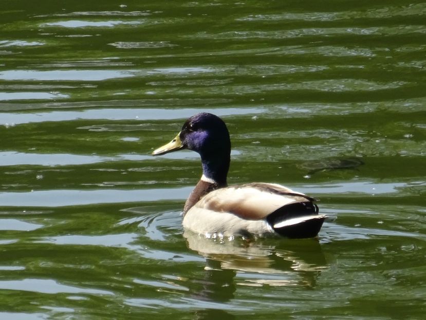 83dC - Rata mare - Pasari din Bucuresti P-Z