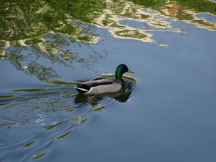 83eC - Rata mare - Pasari din Bucuresti P-Z