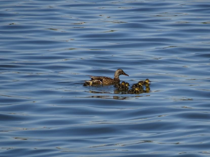 83fTi - Pui de rata mare - Pasari din Bucuresti P-Z