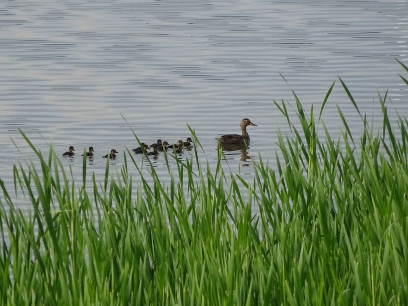 83gT - Pui de rata mare - Pasari din Bucuresti P-Z