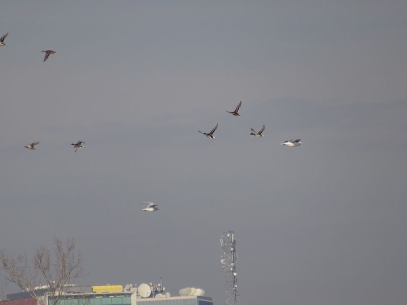 83hT - Rata mare - Pasari din Bucuresti P-Z