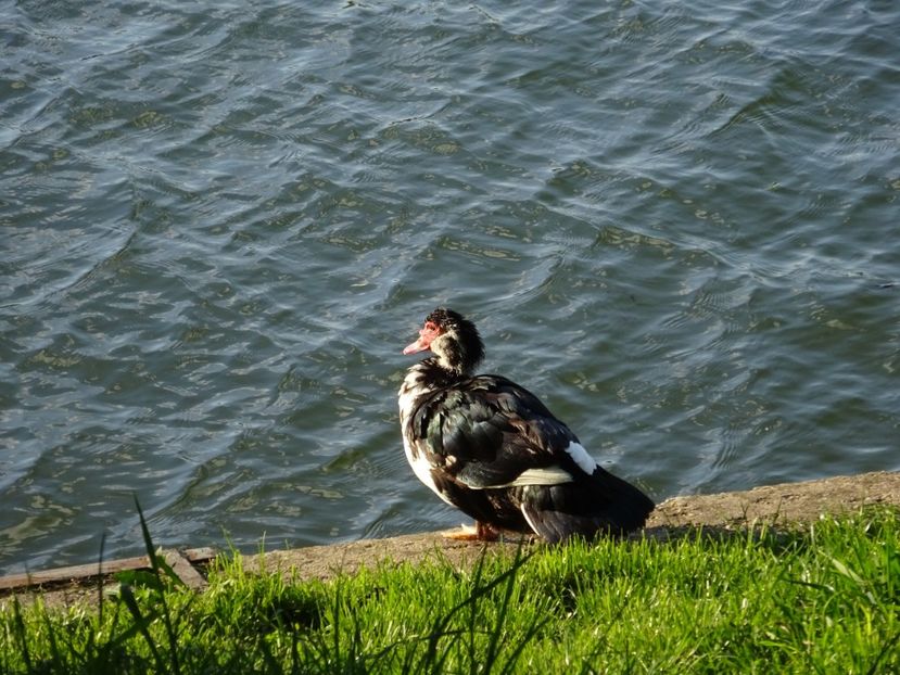 83jTi - Rata leseasca - Pasari din Bucuresti P-Z