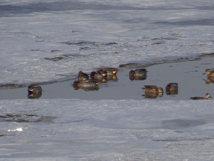 84aT - Rata mica - Pasari din Bucuresti P-Z