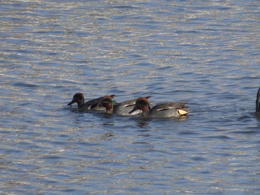84bCo - Rata mica - Pasari din Bucuresti P-Z