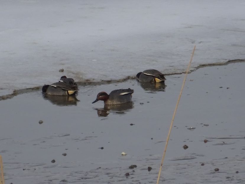 84cCo - Rata mica - Pasari din Bucuresti P-Z