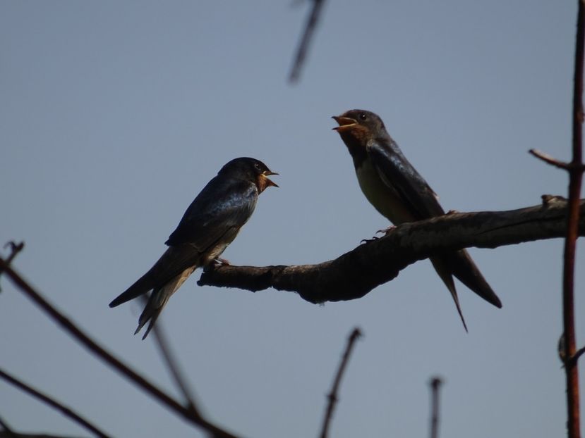 85aT - Randunica - Pasari din Bucuresti P-Z