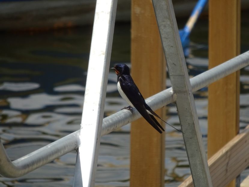 85bF - Randunica - Pasari din Bucuresti P-Z