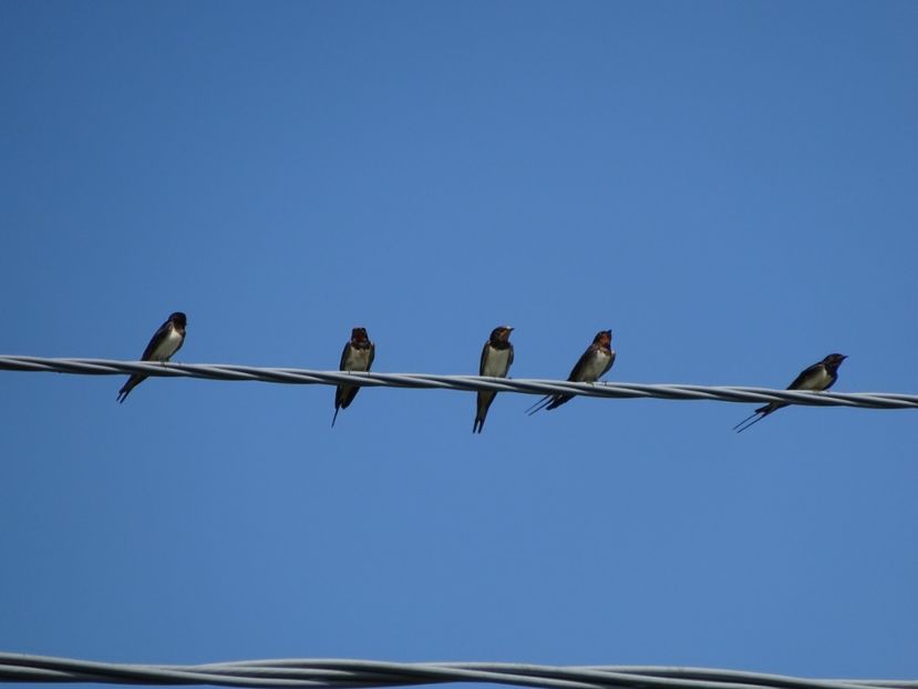 85cP - Randunica - Pasari din Bucuresti P-Z