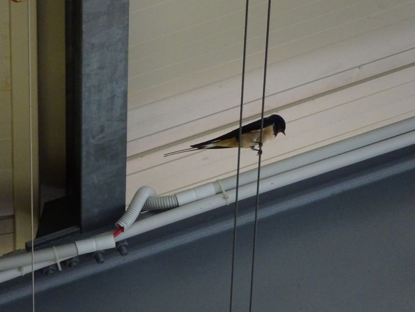 85dHo - Randunica - Pasari din Bucuresti P-Z