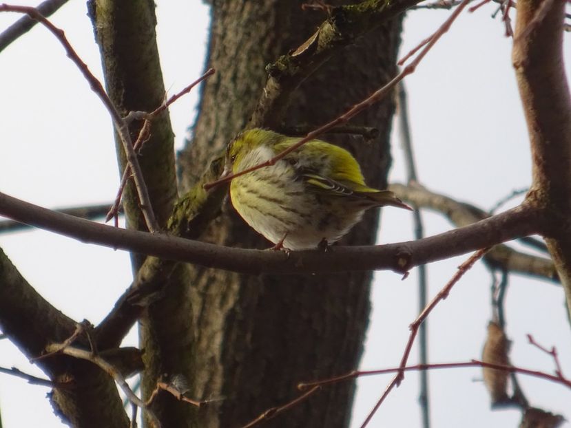 86aT - Scatiu - Pasari din Bucuresti P-Z