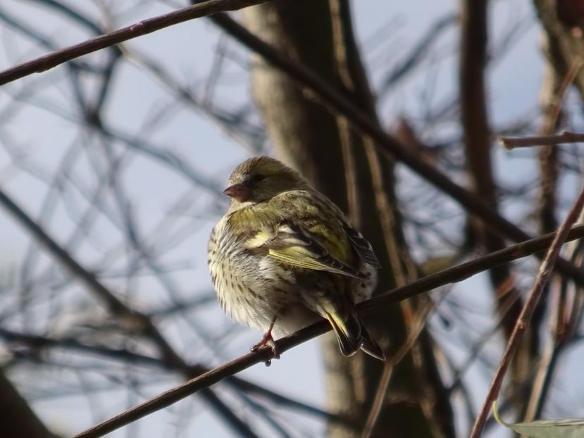 86bT - Scatiu - Pasari din Bucuresti P-Z